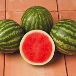 Hybrid Triploid (Seedless) Personal Size Watermelon - Sirius