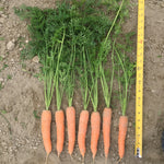 Hybrid Orange Carrot - Siroco