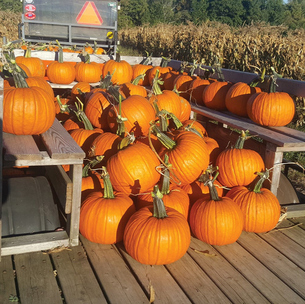 Hybrid Carving Pumpkin - Skidoo Gold