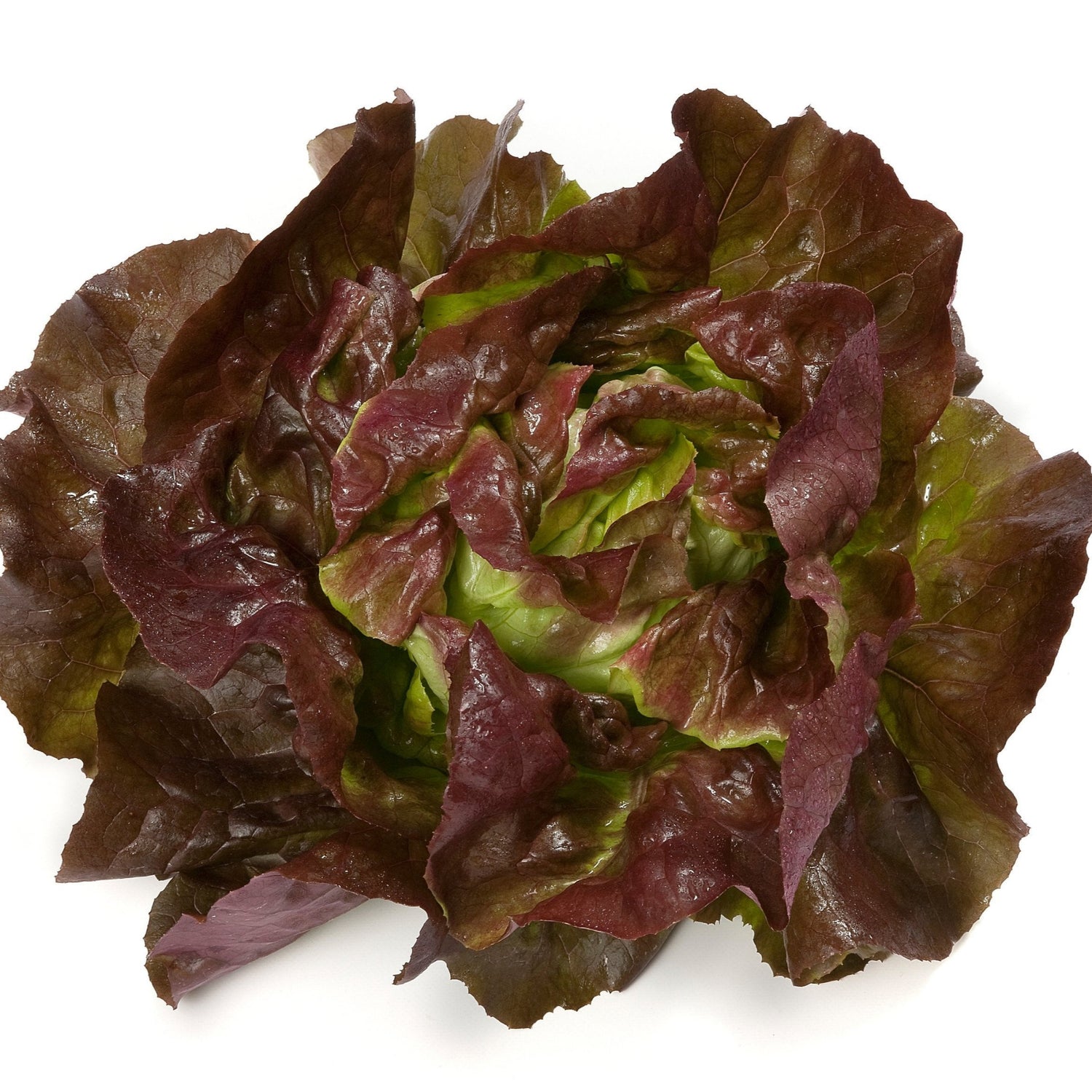 OP Red Butterhead Lettuce - Skyphos RZ