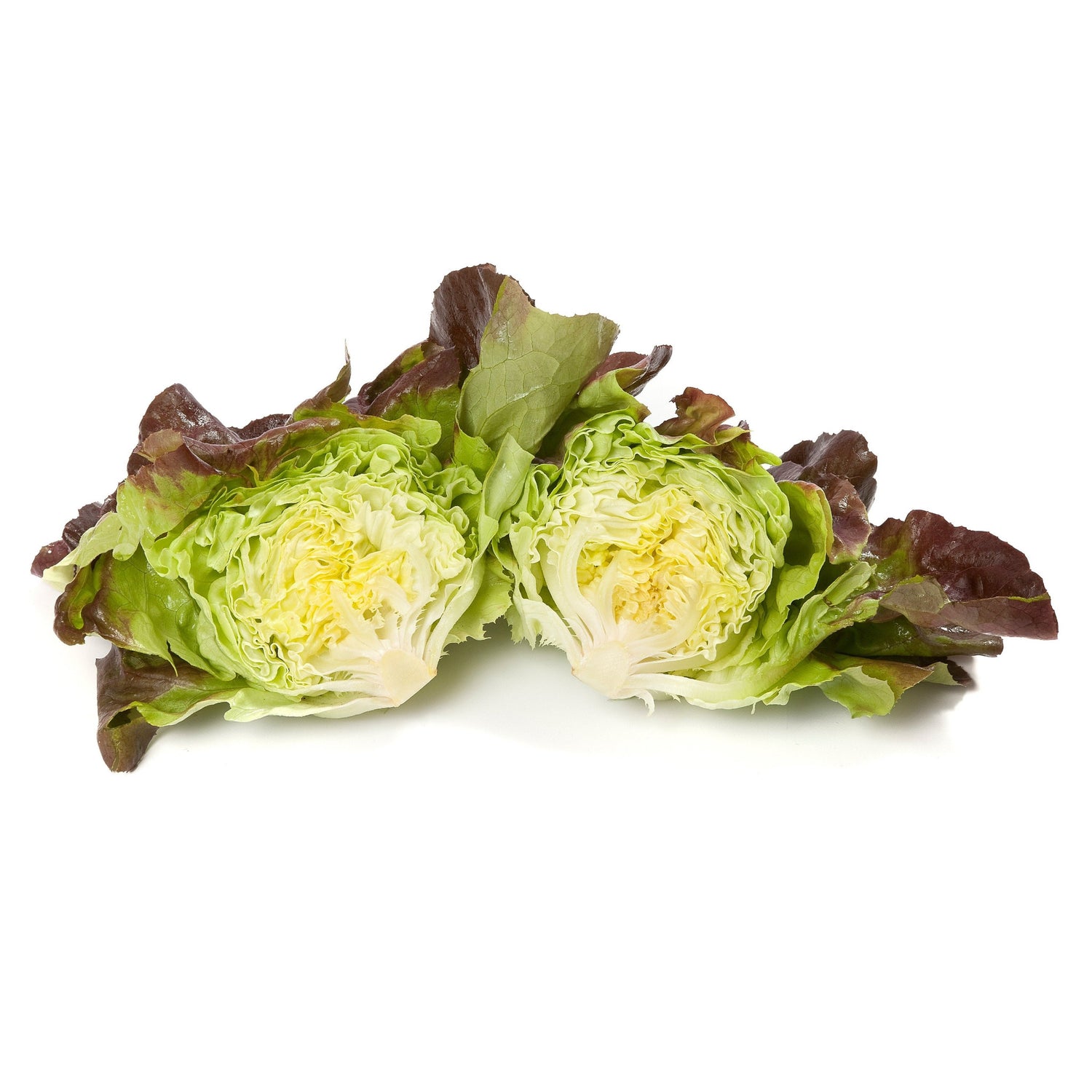 OP Red Butterhead Lettuce - Skyphos RZ