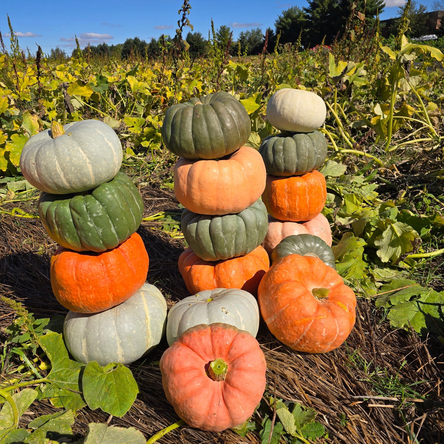 Hybrid Specialty Pumpkin - Small Pumpkin Pileup