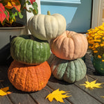Hybrid Specialty Pumpkin - Small Pumpkin Pileup