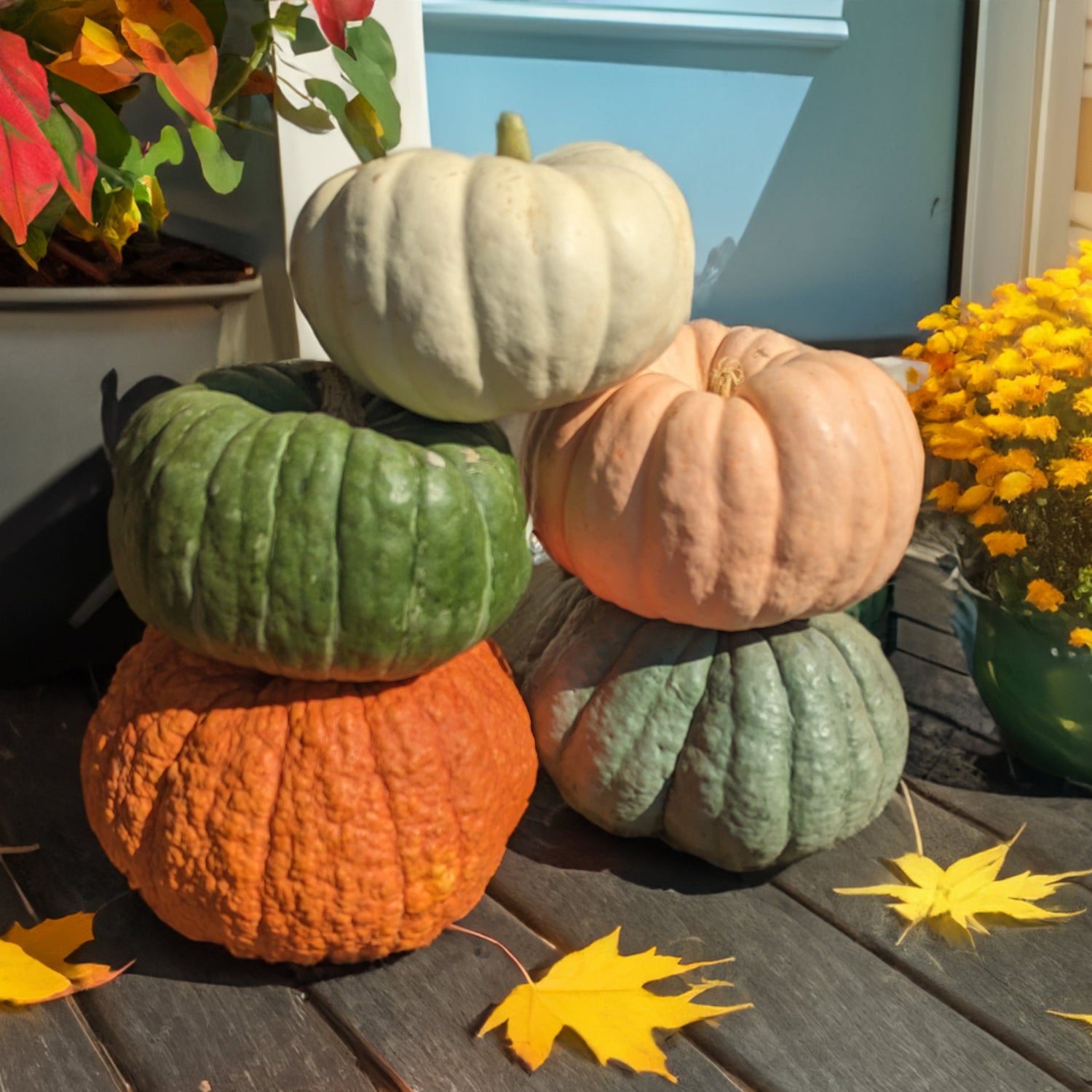 Hybrid Specialty Pumpkin - Small Pumpkin Pileup