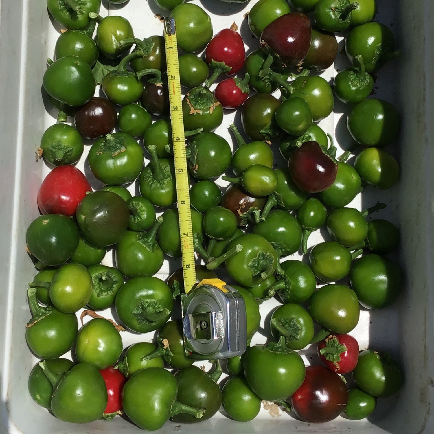 Hybrid Sweet Cherry Pepper - Small Sweet Cherry