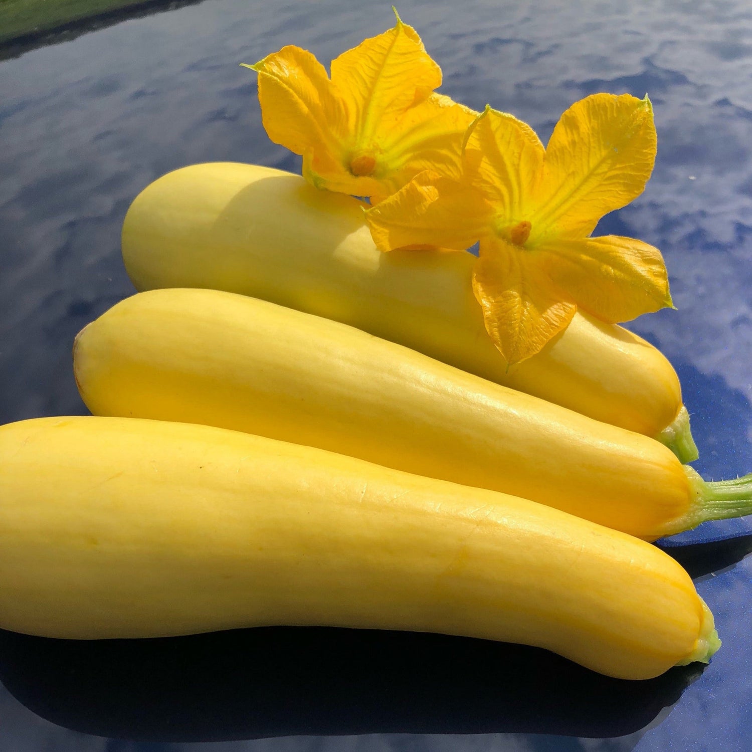 Hybrid Yellow Straightneck Squash - Smooth Criminal