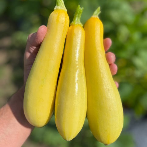 Hybrid Yellow Straightneck Squash - Smooth Wonder