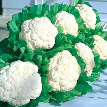 Hybrid White Cauliflower - Snow Crown