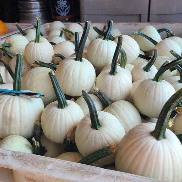 Hybrid White Pumpkin - Snowdrop