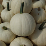 Hybrid White Pumpkin - Snowball