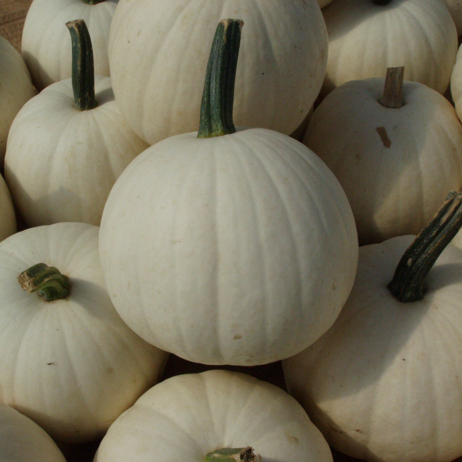 Hybrid White Pumpkin - Snowball