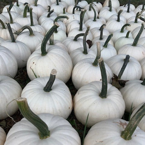 Hybrid White Pumpkin - Snowball