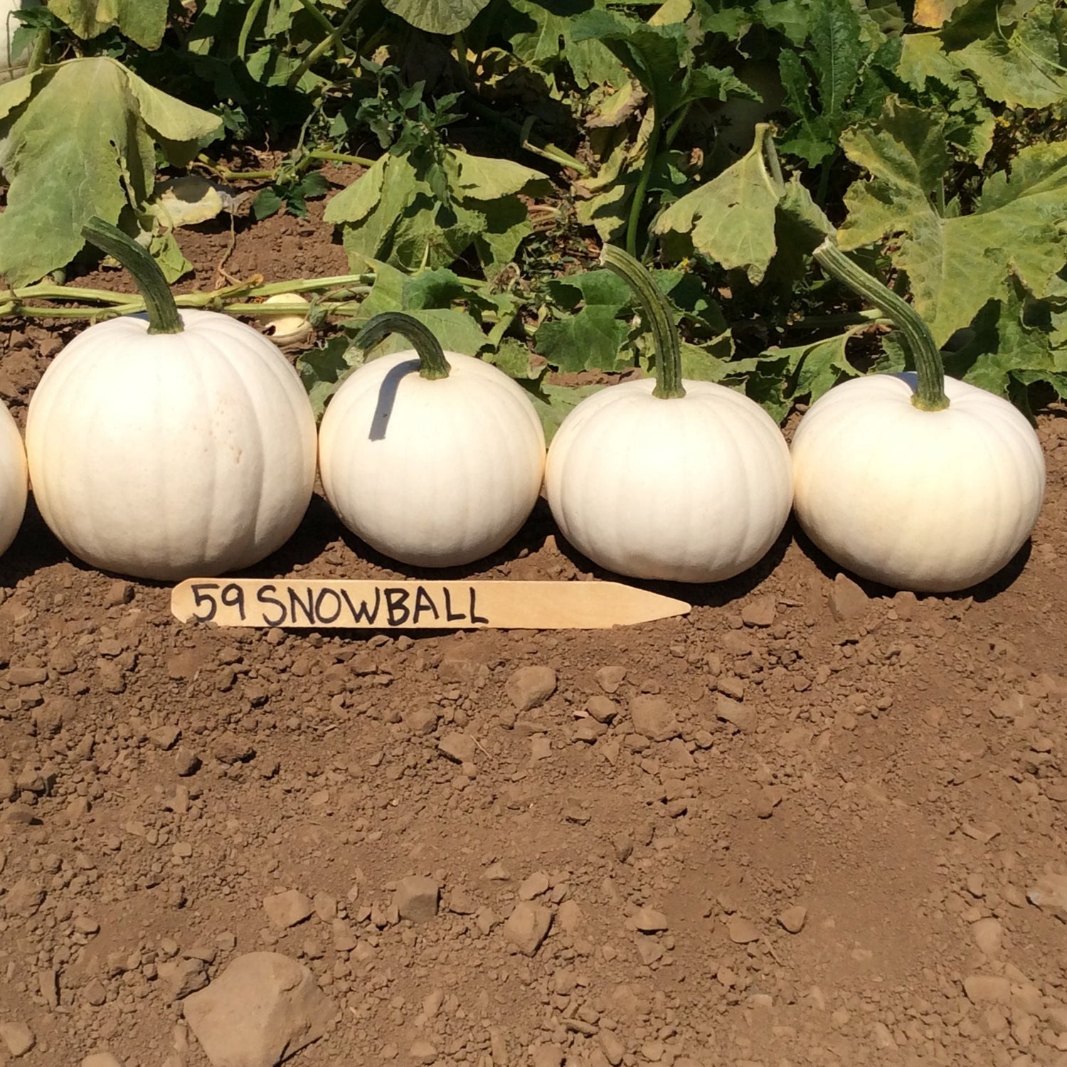 Hybrid White Pumpkin - Snowball