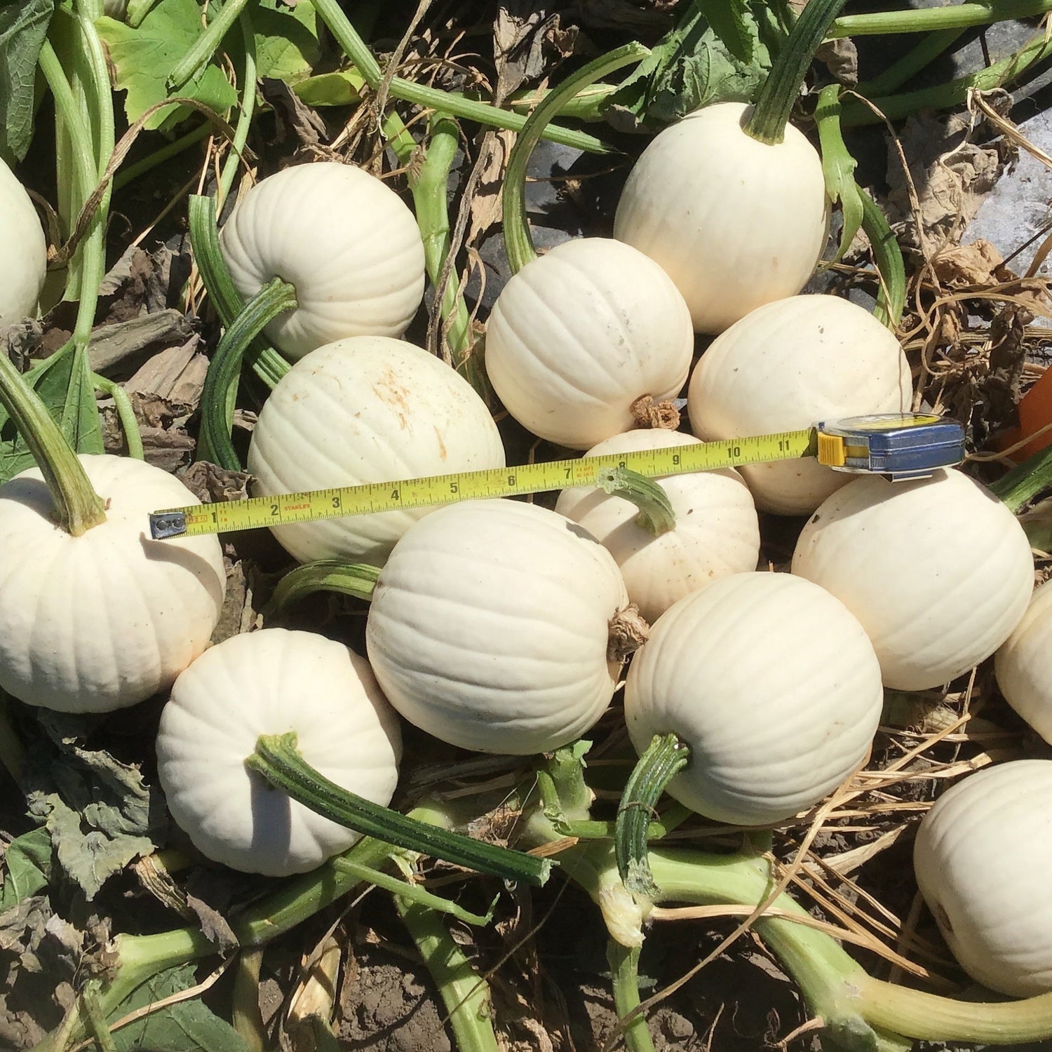 Hybrid White Pumpkin - Snowdrop