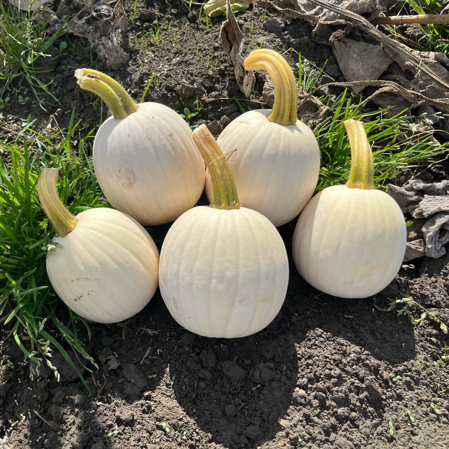 Hybrid White Pumpkin - Snowdrop