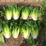 OP Green Romaine Lettuce - Solid King