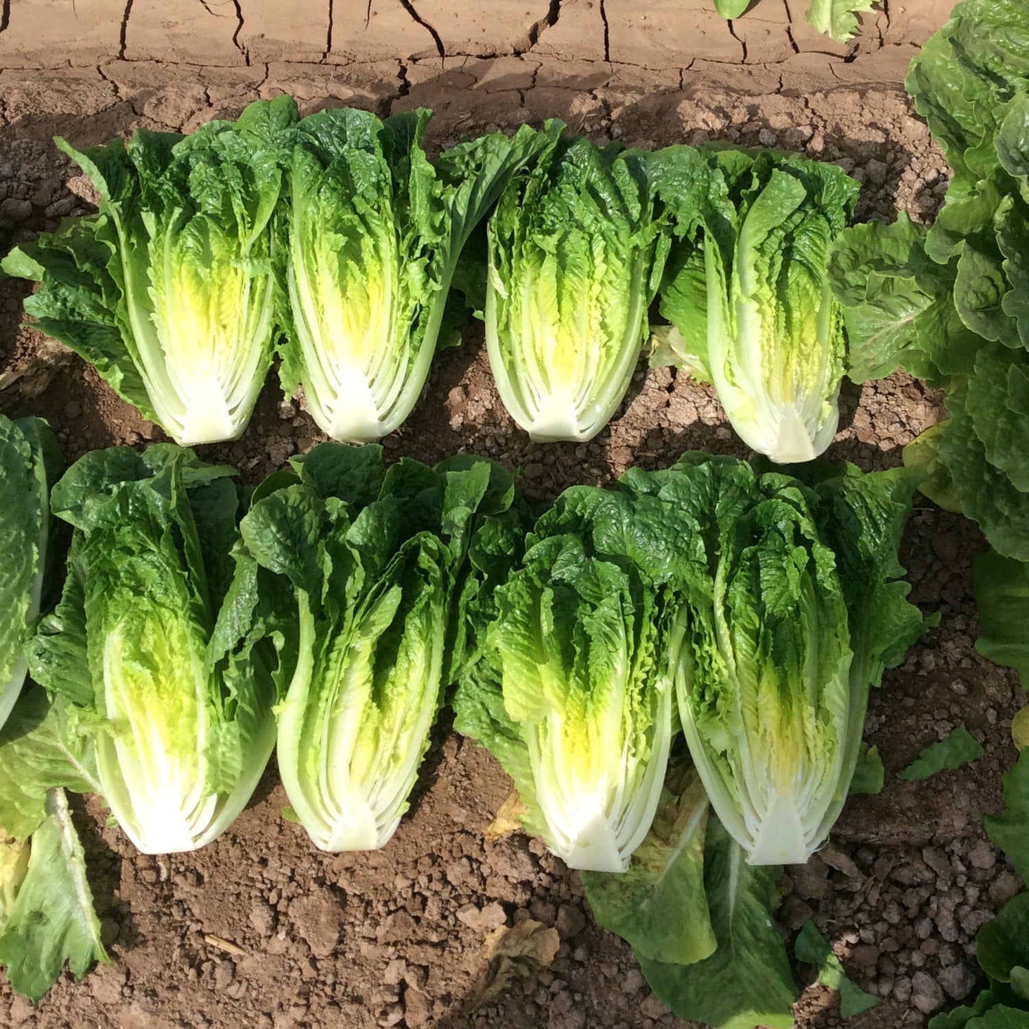 OP Green Romaine Lettuce - Solid King