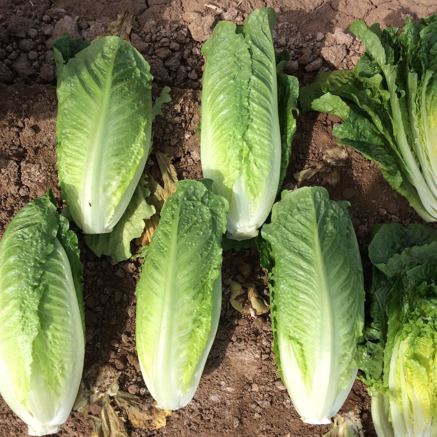 OP Green Romaine Lettuce - Solid King