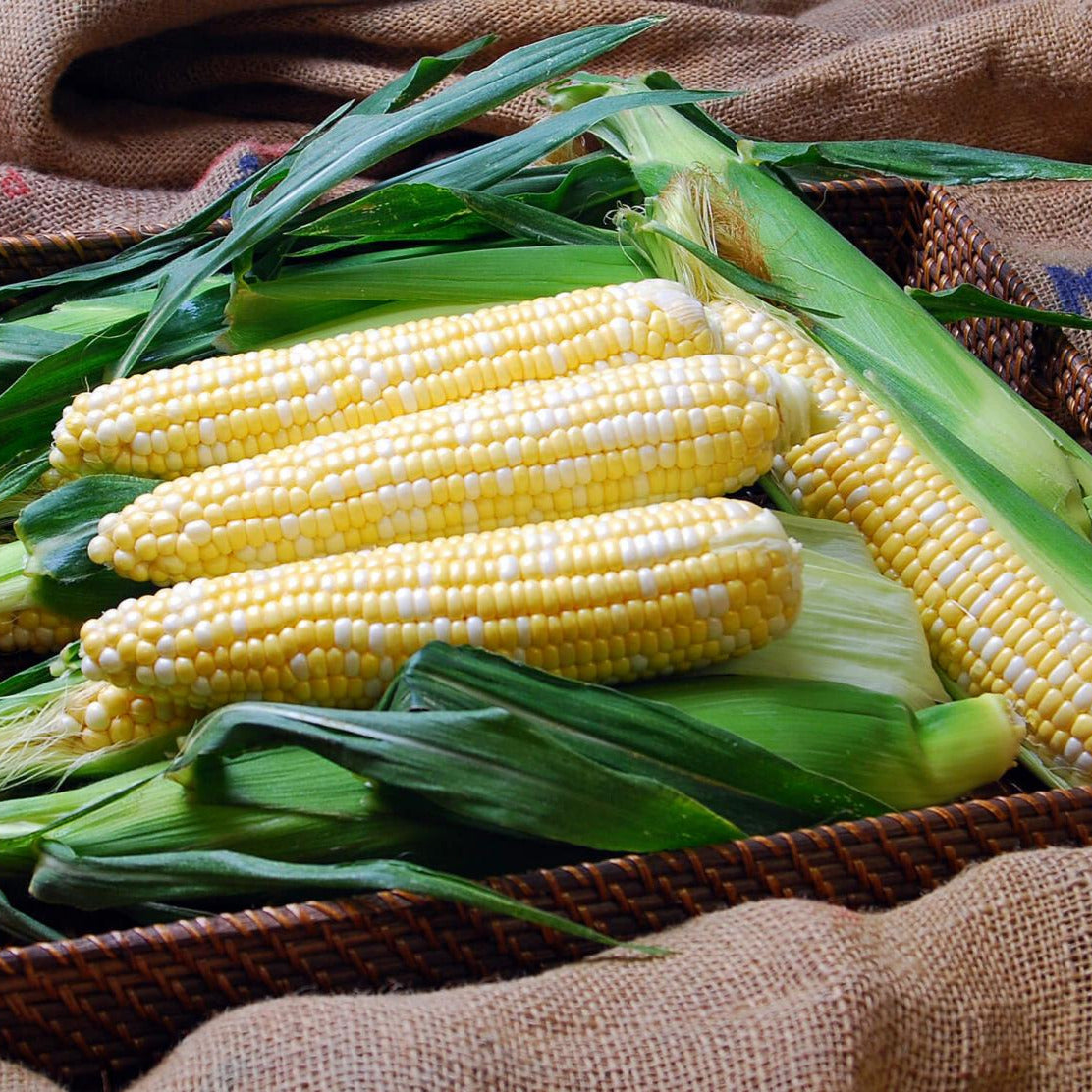 Hybrid Supersweet Bicolor Corn - Solstice