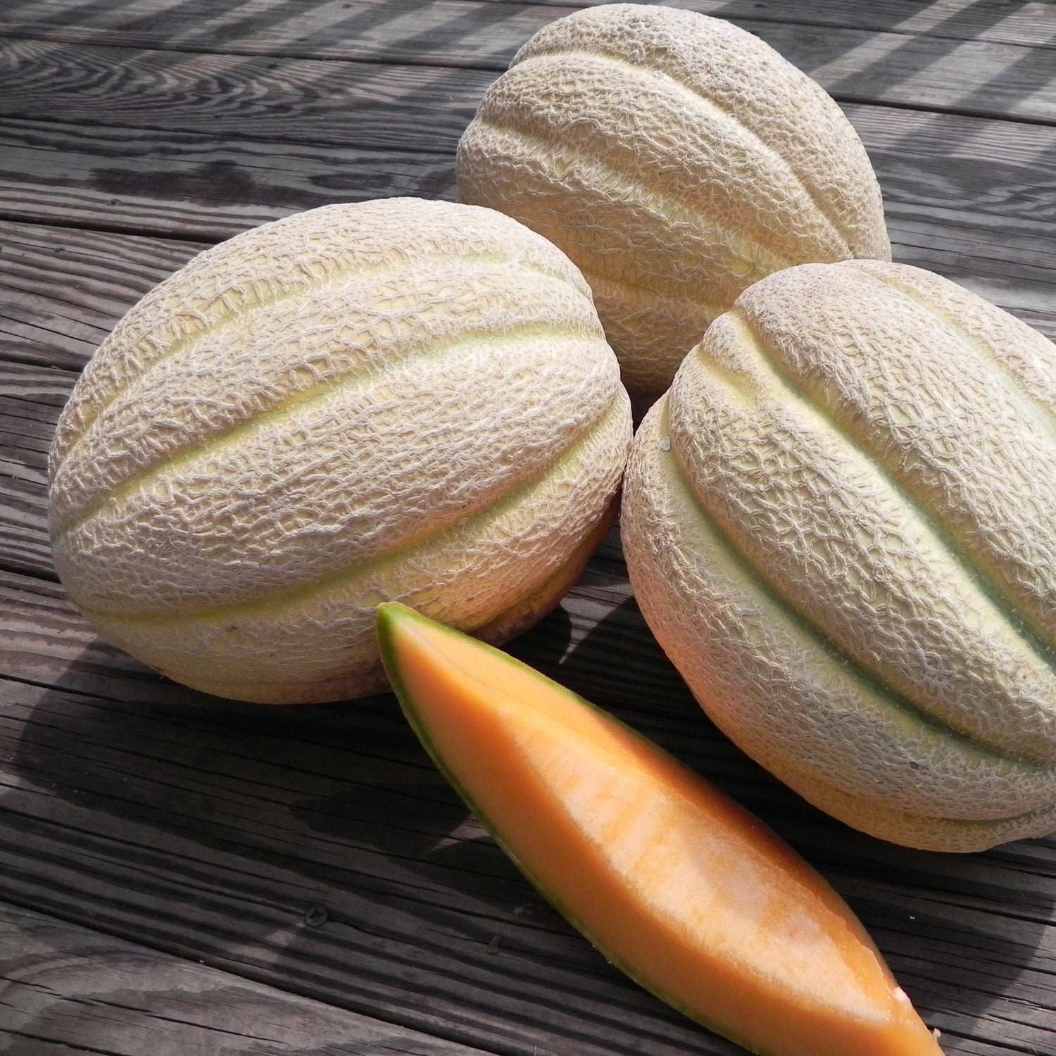 Hybrid Cantaloupe - Solstice