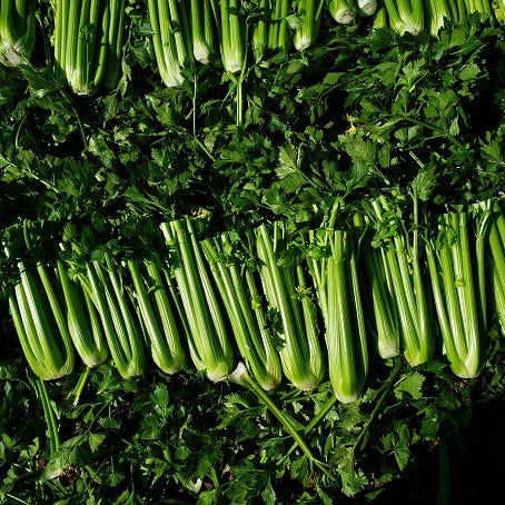 OP Celery - Sonora