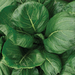 Hybrid Turnip - Southern Green