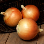 Hybrid Intermediate Day Yellow Onion - Spanish Medallion