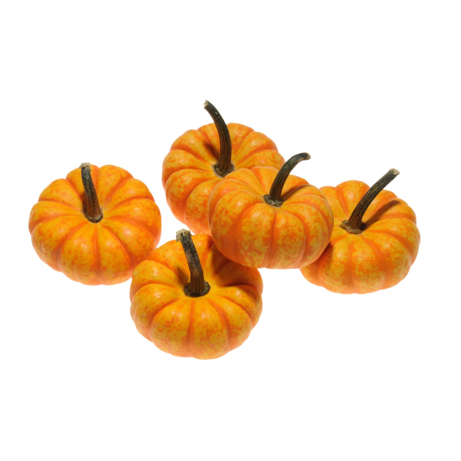 Hybrid Mini Pumpkin - Spark