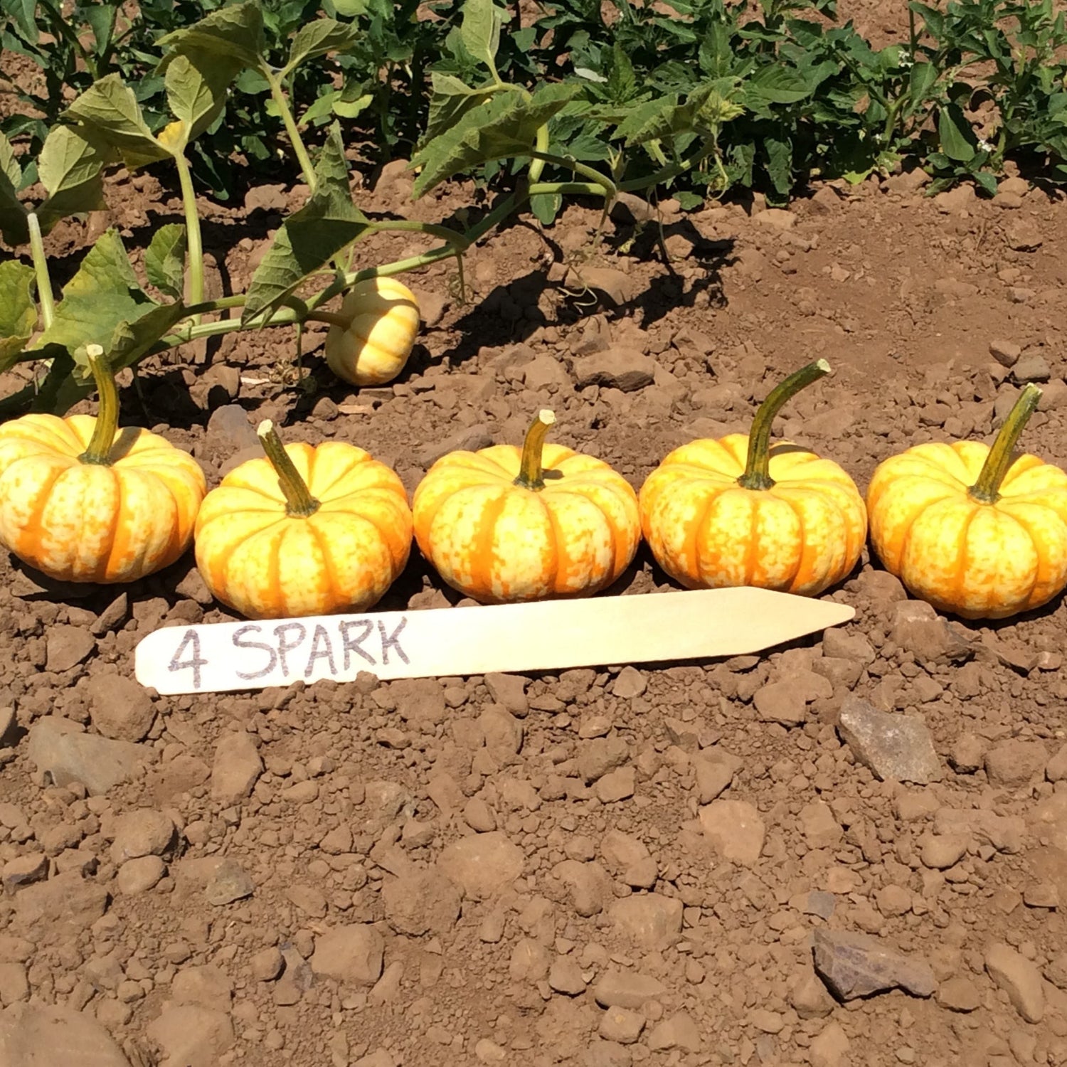 Hybrid Mini Pumpkin - Spark