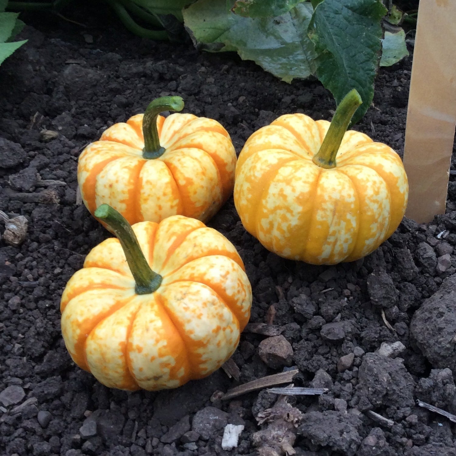 Hybrid Mini Pumpkin - Spark