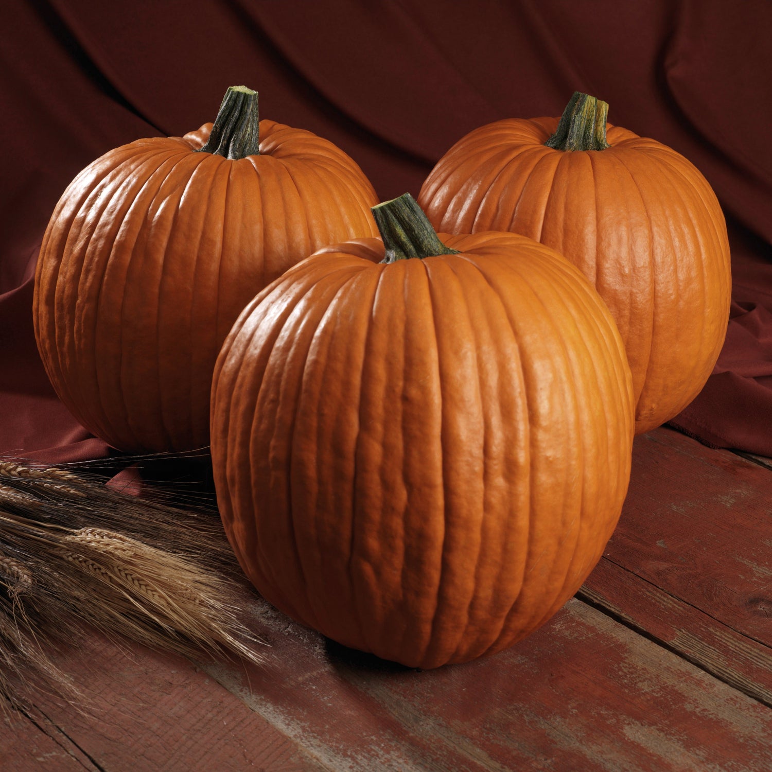 Hybrid Carving Pumpkin - Spartan