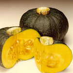Hybrid Buttercup/Kabocha Squash - Special Export