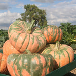 Hybrid Specialty Winter Squash - Speckled Hound