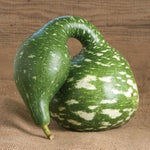 OP Large Gourd - Speckled Swan