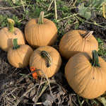 Hybrid Carving Pumpkin - Spicy Mocha