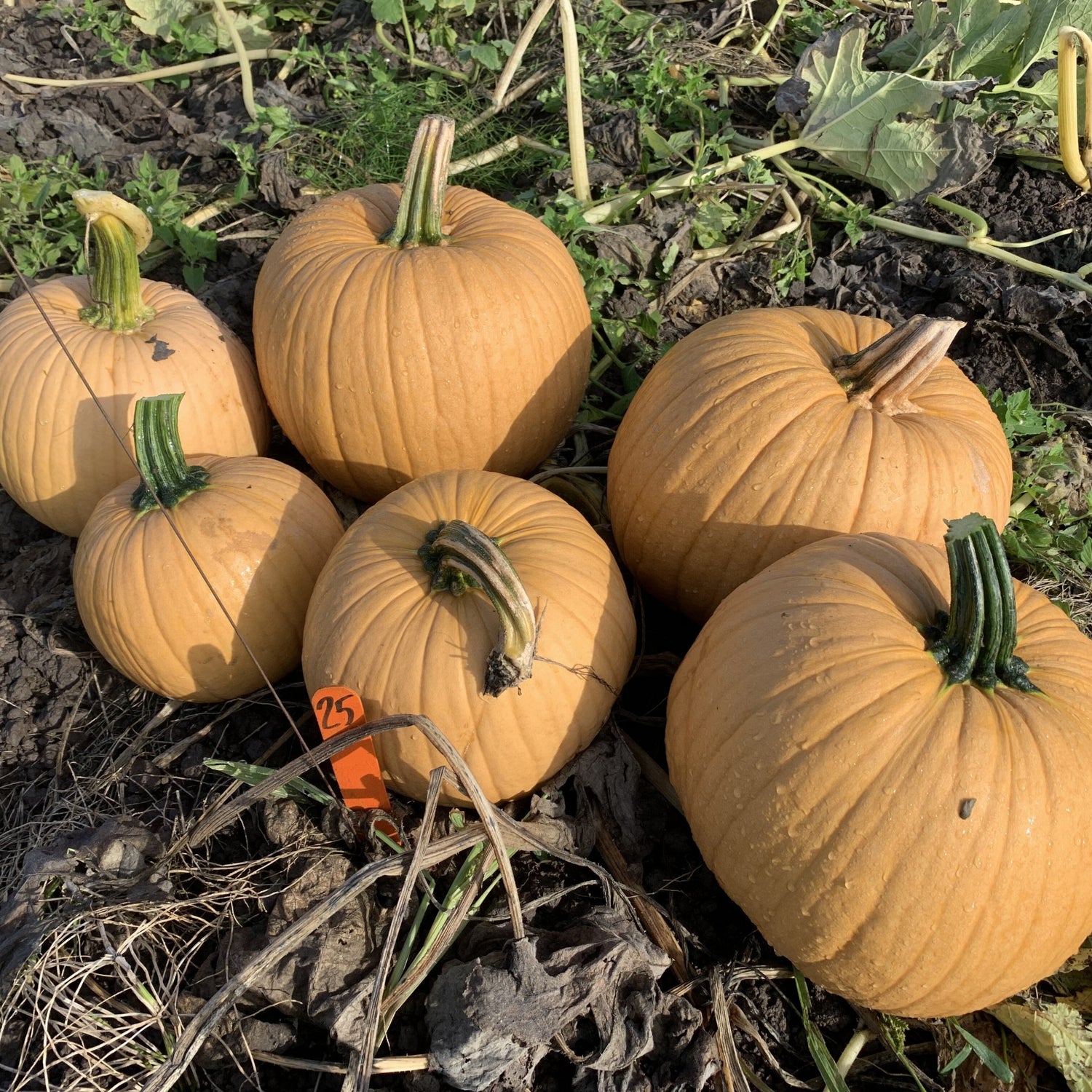 Hybrid Carving Pumpkin - Spicy Mocha