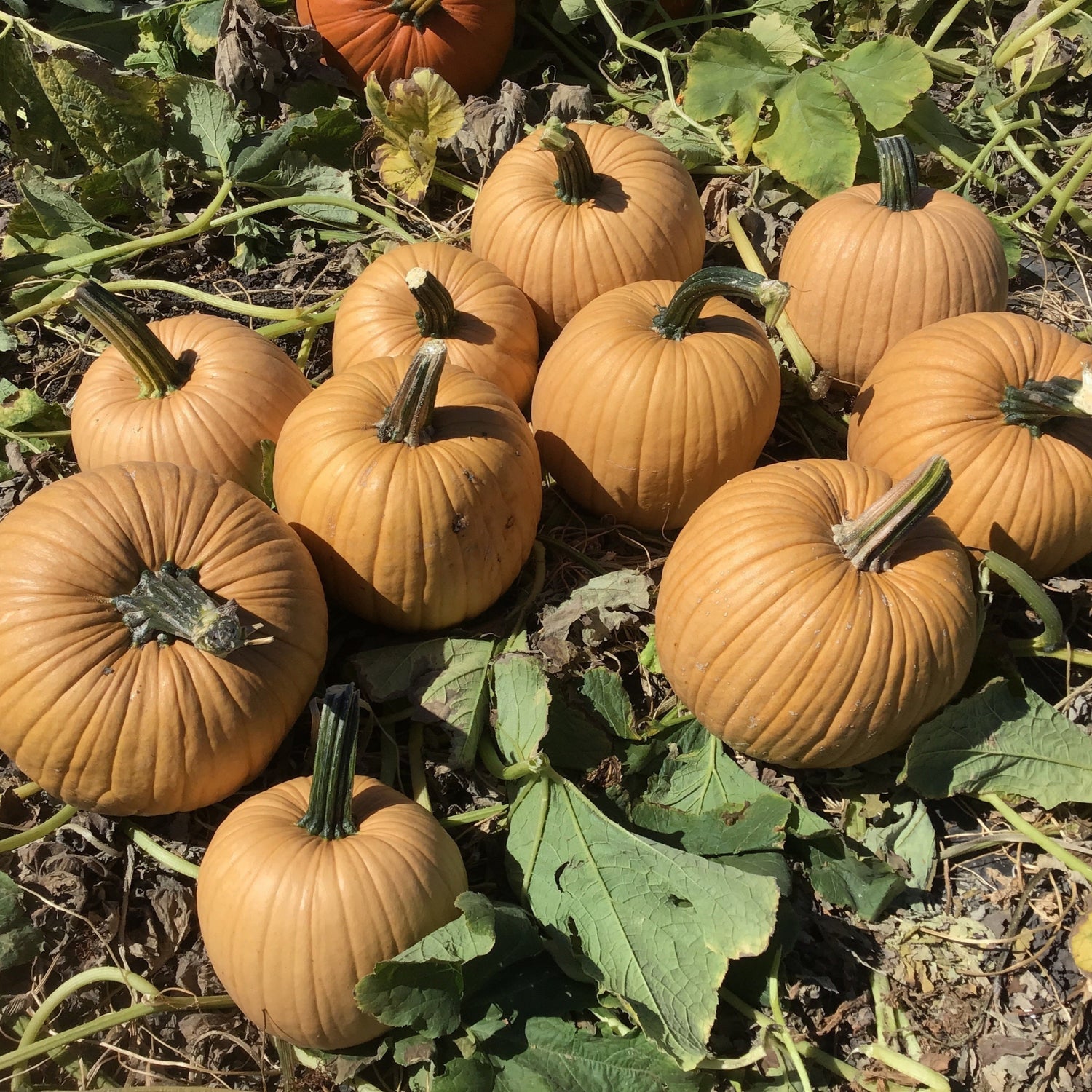 Hybrid Carving Pumpkin - Spicy Mocha