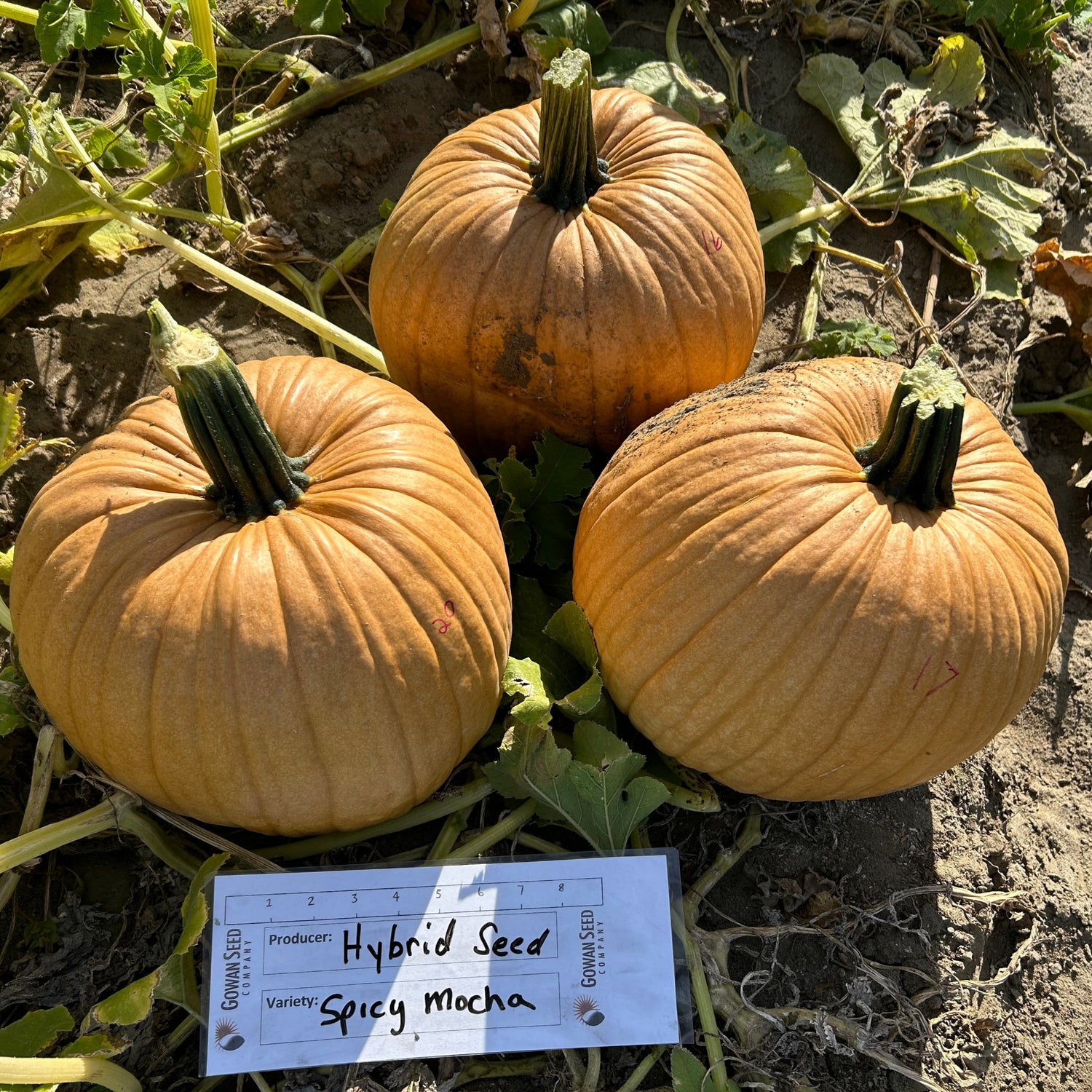 Hybrid Carving Pumpkin - Spicy Mocha