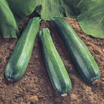Hybrid Green Zucchini Squash - Spineless Beauty