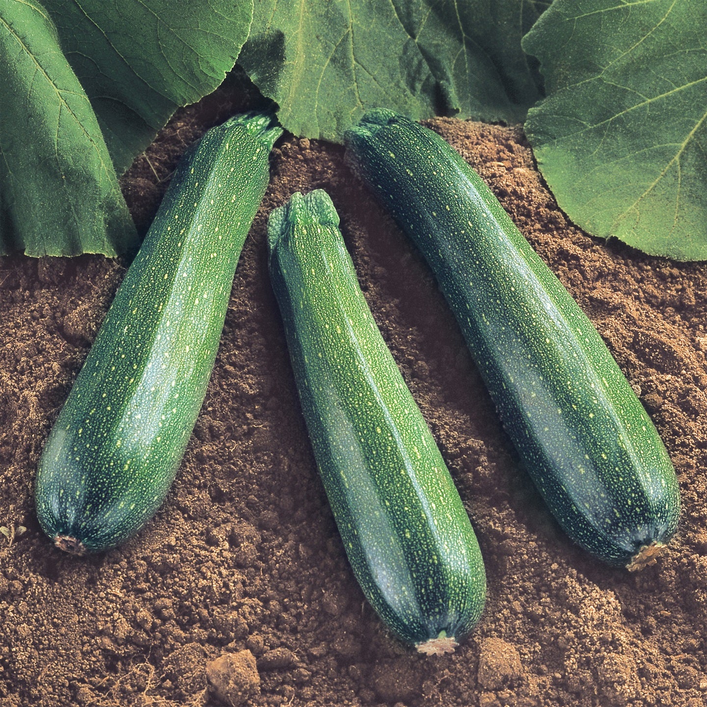 Hybrid Green Zucchini Squash - Spineless Beauty