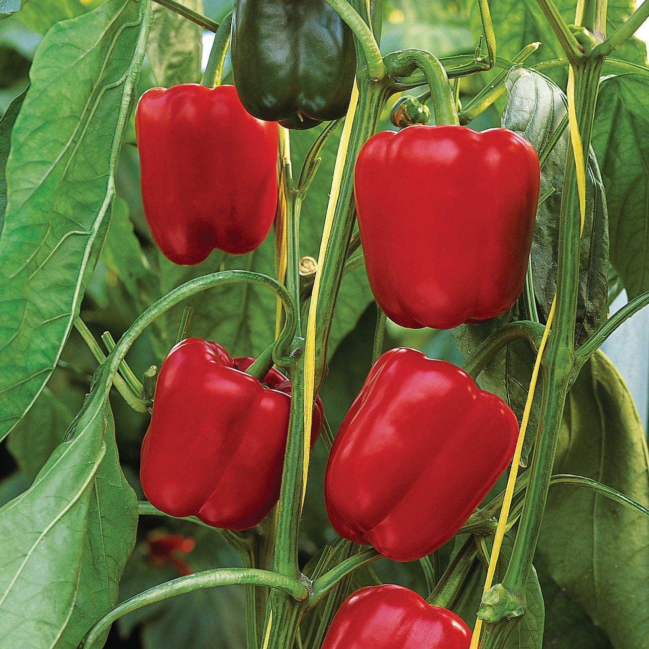 Hybrid Greenhouse Red Bell Pepper - Sprinter