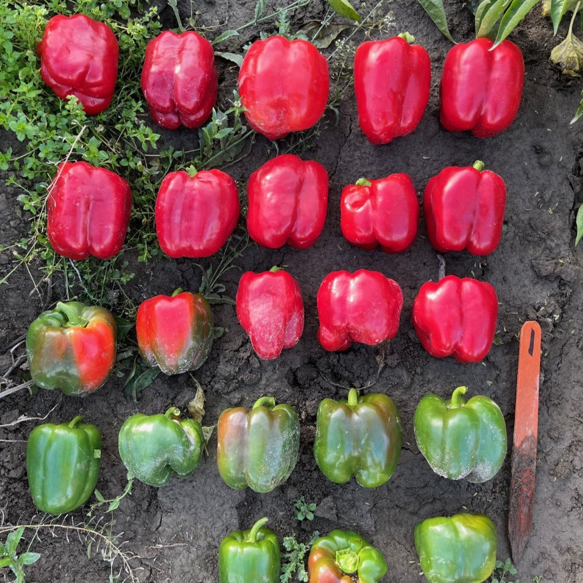 Hybrid Greenhouse Red Bell Pepper - Sprinter
