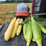 Hybrid Supersweet Bicolor Corn - Stamina MXR