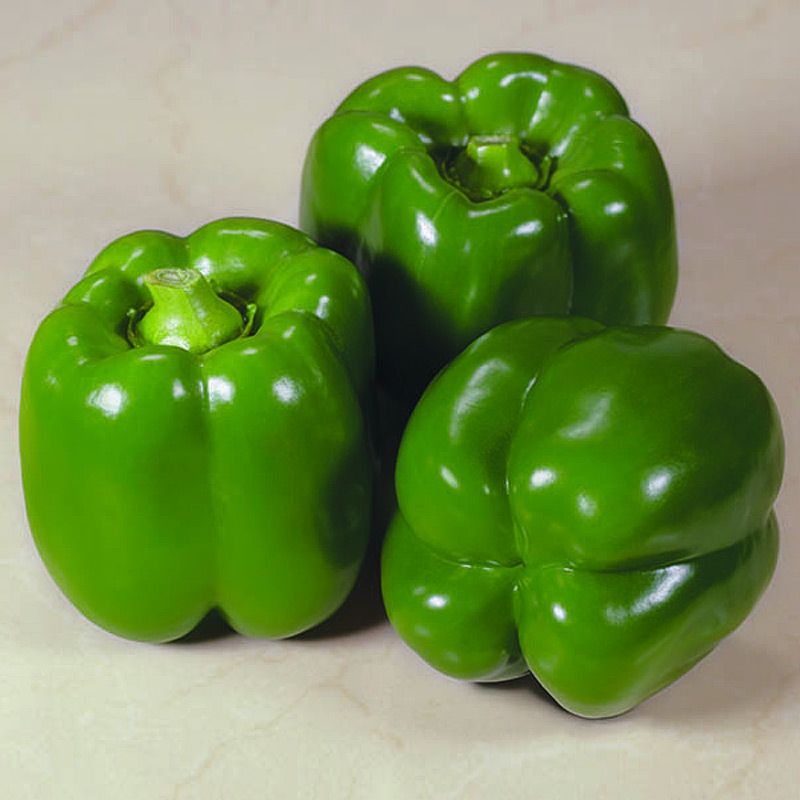 Hybrid Red Bell Pepper - Standout