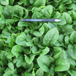 Hybrid Spinach - Stanton