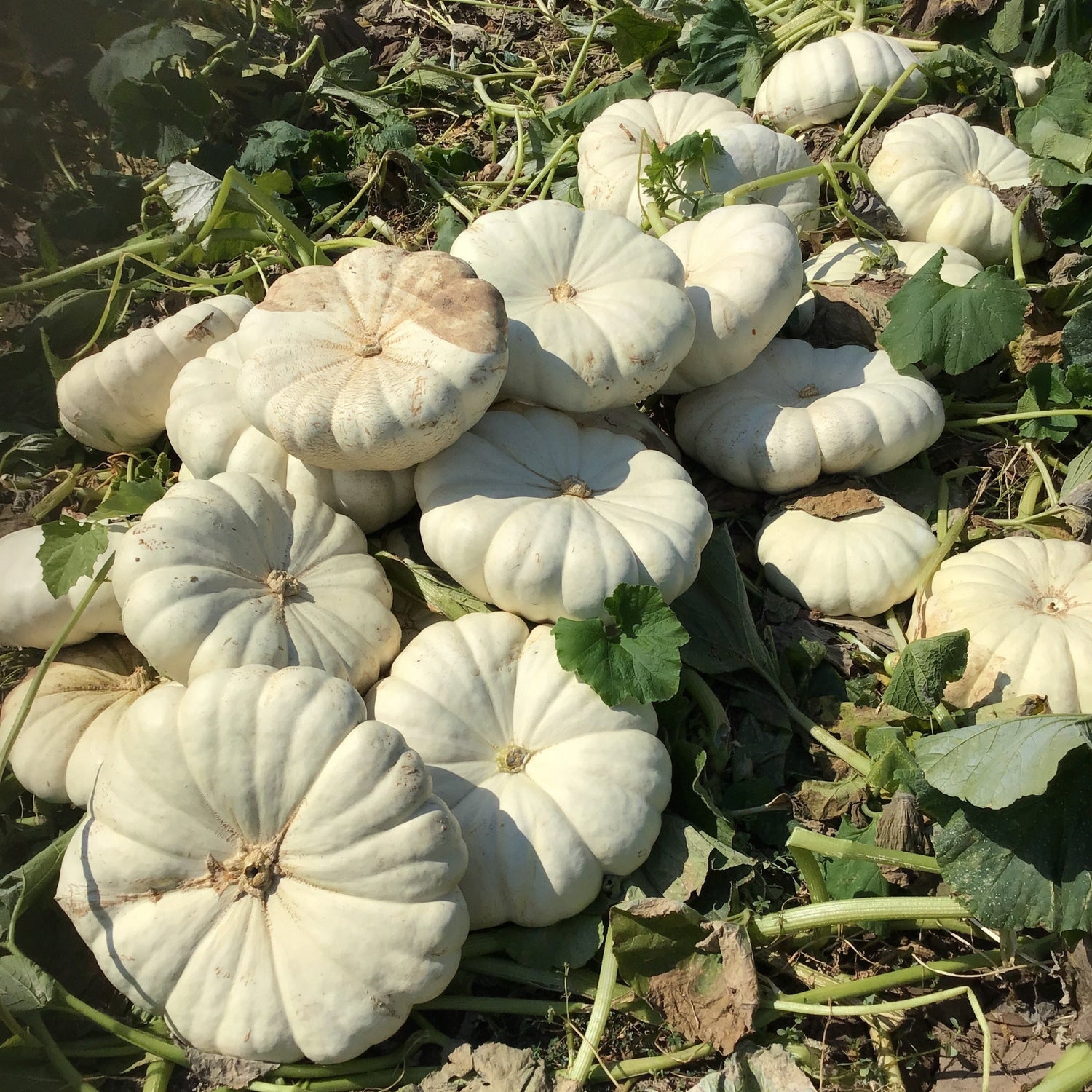 Hybrid White Pumpkin - Star 7001