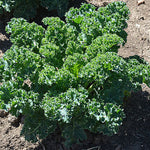 Hybrid Kale - Starbor