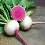 Hybrid Watermelon Radish - Starburst