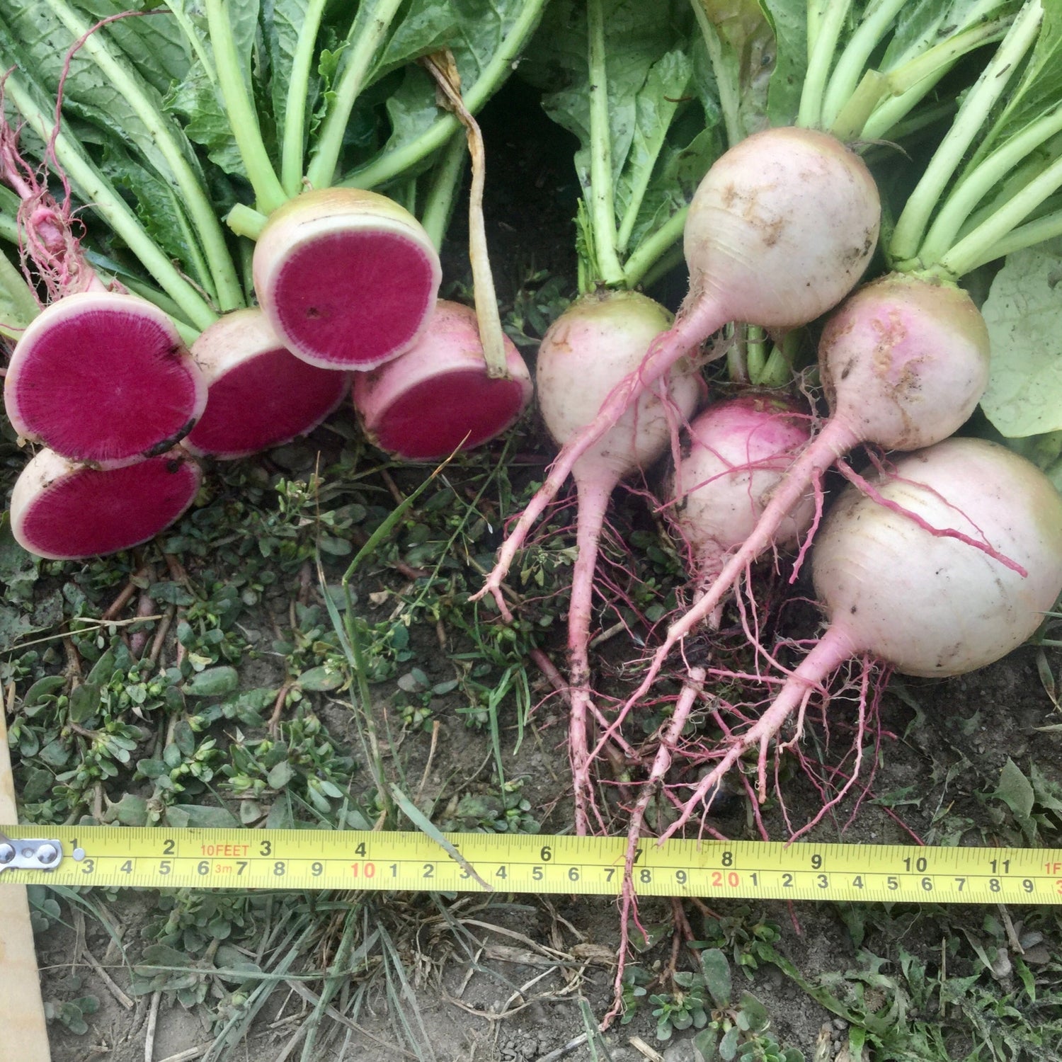Hybrid Watermelon Radish - Starburst