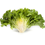 OP Green Leaf Lettuce - Starfighter RZ